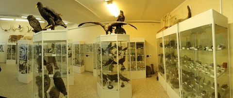Кабинет зоологии и палеонтологии
